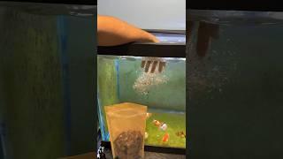 Don’t make this mistake when feeding your fish!