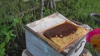 Подкормка пчелопакета
