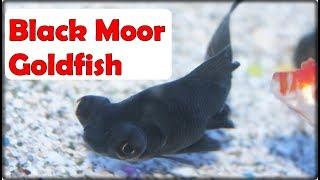 Black Moor Goldfish