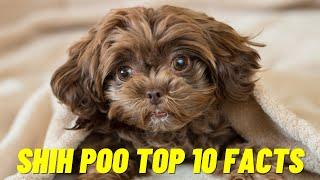 Shih Poo - Top 10 Facts about the Shih Poo Dog