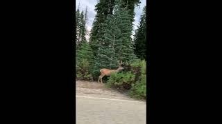 Deer family sighting in Sequoia National Park at Wuksachi Lodge #shorts