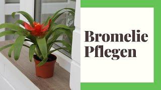 Bromelien Pflegen (So machen Sie es richtig)