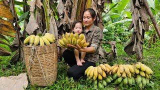 Harvesting Banana Gardens Go To The Market sell - Prepare Dishes From Banana | Lý Phúc An