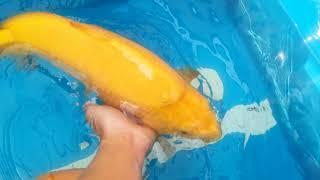 Konishi Koi Farm Super Jumbo Karashigoi Growth Update 8/22/2020