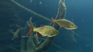 Aquarienhaus Tiergarten Zoo Schönbrunn Einheimische Speisefische Tank Fische Fisch Aquarium Anlage