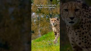 10 Amazing Facts about Cheetahs #animals #facts #cheetah