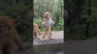 #viral bandar ka #dance #patli  kamariya mor hi hi #shorts #video