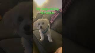 My dogs talking!!! Like the video if you think they are cute!