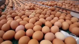 HOW 100 BILLION  EGGS Are Produced Annually in the United States