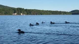 Loons on Lake Tarleton