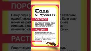 Сода от муравьев #обработка #огород #сад