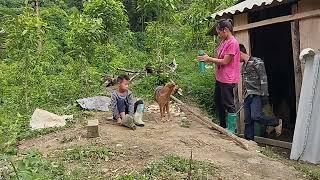 weeding rice fields, eating corn rice, the most difficult rice dish to cook | Triệu Thị Thêm |