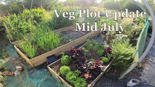 Allotment Diary : Mid July Garden Update.