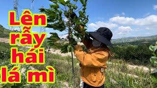 Đi Hái Lá Mì Cùng Thiện An Vlog . going to pick cassava leaves with Thien An vlog