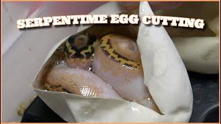 Serpentime's First Clutch Egg Cutting!