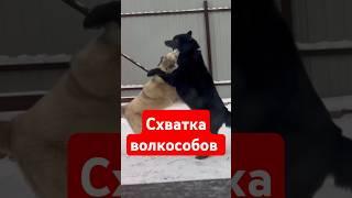 Схватка волкособов #собака #волк #гулдан