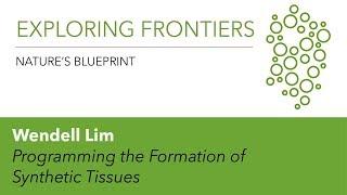 Wendell Lim | Programming the Formation of Synthetic Tissues