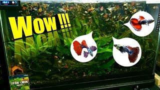 RARE and BEAUTIFUL Guppies In This Guppy Breeding Tank