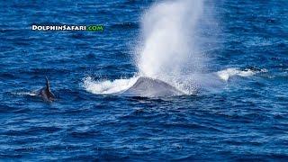 So Many Blue Whales off Dana Point, California, Even the Dolphins are Whale Watching