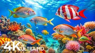 Amazing 4K Ocean Adventure  Dive Deep and Marvel at Sea Animal in The Best 4K ULTRA HD Aquarium #12