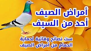 أمراض الصيف التي تصيب الحمام وعلاجها | نصائح  ممتازة لحماية الحمام من أمراض الصيف | تربية الحمام