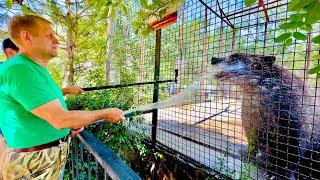 ЖАРА! Олег Зубков КУПАЕТ и камчатского медведя и спасенного медвежонка Лейлу)))