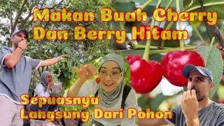 Panen teh herbal musim dingin sambil makan buah sepuasnya dari pohon