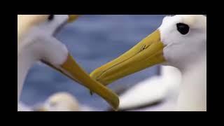 "Albatross"- Fleetwood Mac- Peter Green - musical extract