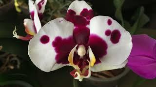 КОГДА ПЕРЕСАЖИВАТЬ ОРХИДЕЮ – одна из причин на примере орхидеи ПАНДА