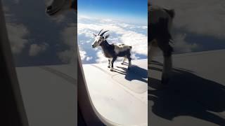 От куда они берутся?