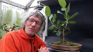 Pruning My Ficus benghalensis and Scarring My Jades, The Bonsai Zone, May 2024