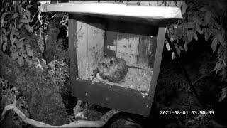 The owl after the attack, returned again/Гнездо красноногого сокол, сова снова вернулась после атаки