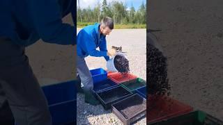 #berrypicking #berryfarm #harvesting ##blueberry #bilberry