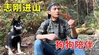 志刚家的狗狗们和黑妞太给力，化身捕鼠高手，还会进山探虚实太厉害！【乡野志刚】#Farm #tour