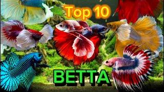 Top 10  dòng cá betta đẹp nhất thế giới Top 10 most beautiful betta fish lines in the world