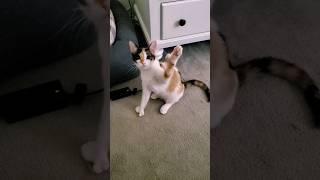 hello kitty (with thumbs!)!