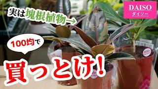 【一部の人しか知りません】100均で買いたい観葉植物がこちらです【ゴムの木】【フィカス】