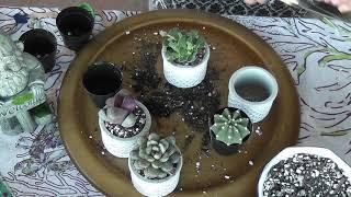 Pot With Me Succulent Video / Lowes Succulents