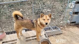 영상끝까지 본분께 행운이(무료분양)^^Korean Jindo Dog .