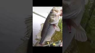 Big bass! Huge bass! 7 pound bass. Bass fishing #fishing #bassfishing #fishingvideo #fish #outdoors