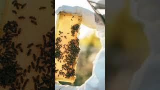 How to Help Bees in a Minute or Less
