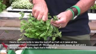 How to take softwood cuttings part 1