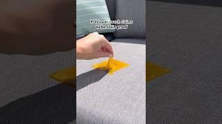 Melting cheese on my stain proof couch! What should I try next?