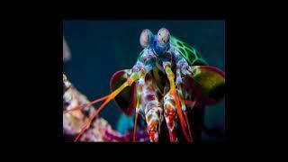 The mantis shrimp has the world's fastest punch