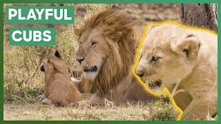 Caring Male Lion Plays With His Cubs | Big Cat Tales