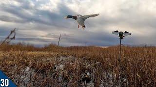 Decoying MALLARDS In a HIDDEN Pool! | 28 Gauge Duck Hunting
