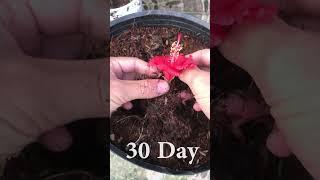 How to grow hibiscus flowers in the garden