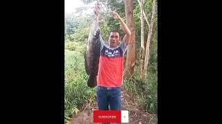 Master melawan monster sungei liyar borneo @daniyospot6455