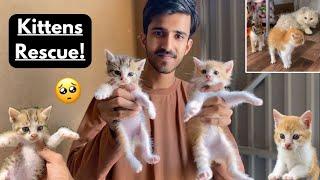 Rescued Tinny Kittens || Our new family members |Rehan & Max