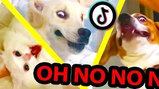 oh no oh no oh no no no TikTok meme with Pets Only | TikTok Compilation Part 2